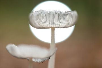 In het seizoen by Gerry van Roosmalen