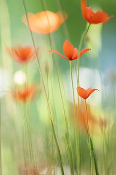 Poppies, variation on a theme 5 by Danny Budts