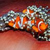 Amphiprion ocellaris genannt Nemo von Norbert Probst