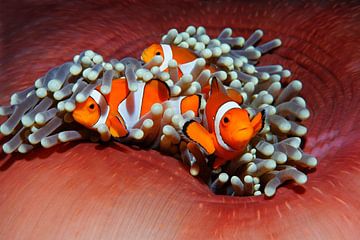 Amphiprion ocellaris genaamd Nemo van Norbert Probst