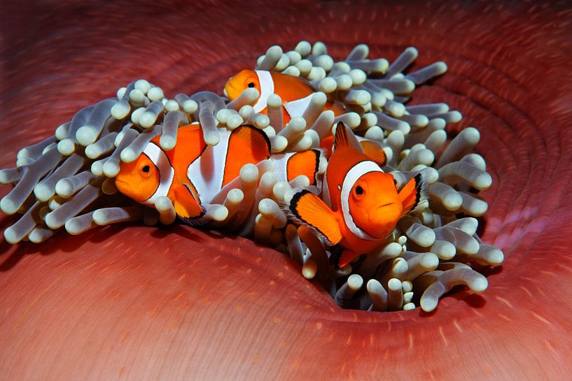 Amphiprion ocellaris called Nemo by Norbert Probst