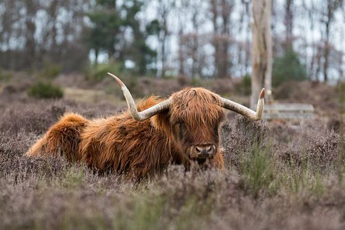 Schotse Hooglander van Ricardo van den Brink