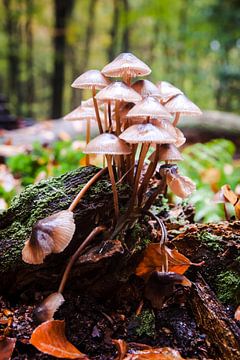 Wilde paddenstoelen in een herfstbos van Fotografiecor .nl