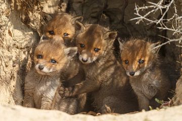 Red fox cubs.
