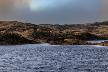 Scottish Highlanders in the dunes of Texel