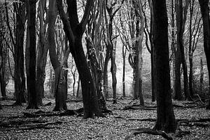 lanceur des bois sur hanny bosveld