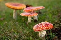 Fly agaric