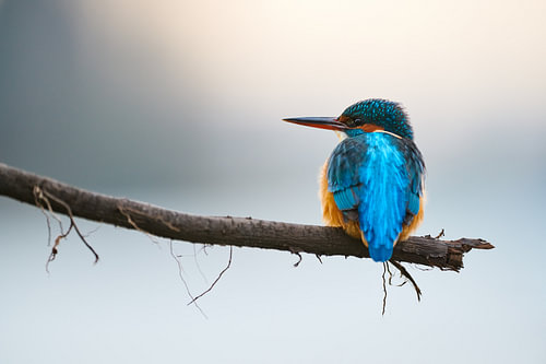 IJsvogel