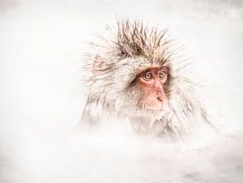 Sneeuwaap by Lilian Heijmans