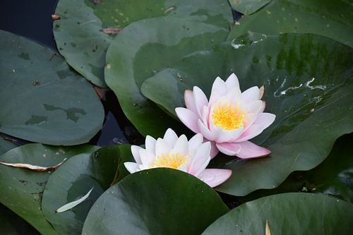 Water lilies in a pond