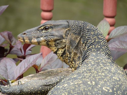 Dragonfly - Langkawi