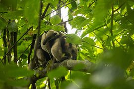 Tamandua-Ameisenbär mit Jungtier von Fulltime Travels