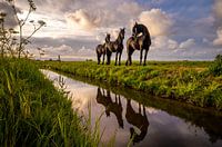 Friesian horse