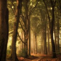 To the light