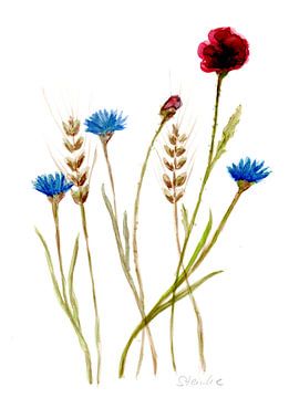 Coquelicots et bleuets sur Sandra Steinke