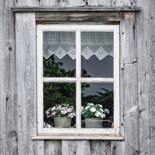 White window with plants by Ron van der Stappen