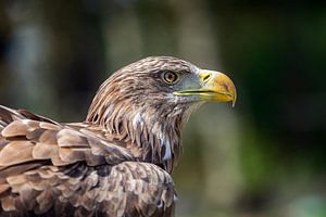 Kopfaufnahme Seeadler (Haliaeetus albicilla)
