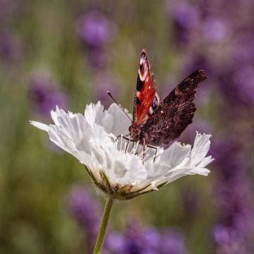 Peacock butterfly on white Doveweed by Rob Boon