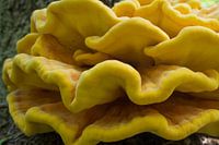 Zwavelzwam of "Chicken in the wood" paddestoel