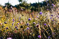 Champ de fleurs violettes au soleil