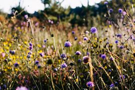 Lila Blumenfeld in der Sonne von Carla van Dulmen