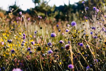 Paars bloemenveld in de zon van Carla van Dulmen