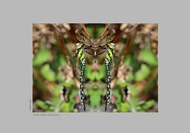 Blauwgroene mozaïeklibel