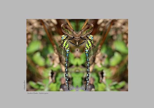 Blaugrüne Mosaikjungfer - #B9B9B9 von Matthias Brix