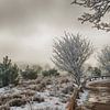 Winter in Salland by Alied Kreijkes-van De Belt