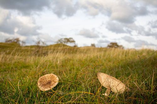 Pilze in den Dünen