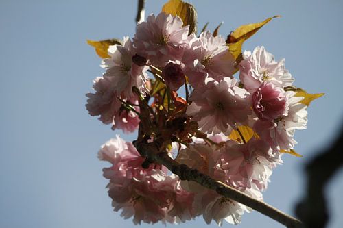 Japanese cherry in the sky