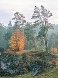 Silence in the Wental