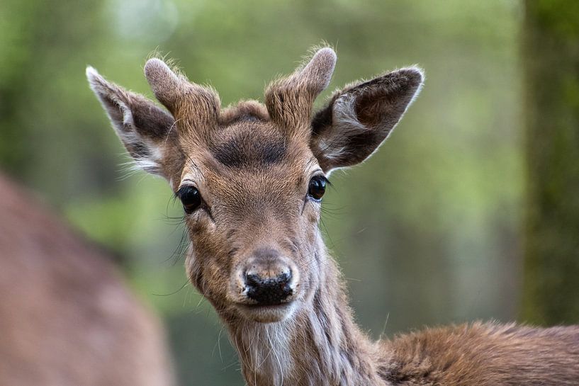 Kopf eines Damhirsches von Diantha Risiglione