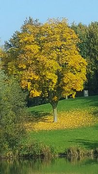 Gele boom herfst van Bieszlook MarionBieszke