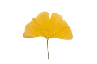 Ginkgo blad