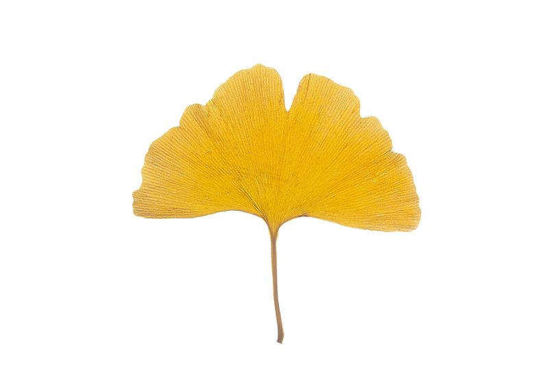 Ginkgo-Blatt von Anjo Kan