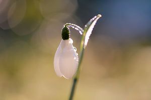 Goutte de neige scintillante sur Tania Perneel