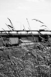 Nature will persevere by Fokke jurrien Akker