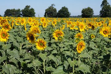Sonnenblumen von Willem Laros | Reis- en landschapsfotografie