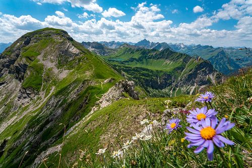 Edelweiss met uitzicht over de Schrecksee naar de Allgäuer Alpen