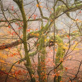 herfstbos op de St Jansberg met kleurrijke chaos van Michel Seelen