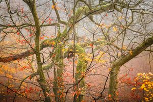 Forêt d'automne sur le St Jansberg avec chaos coloré