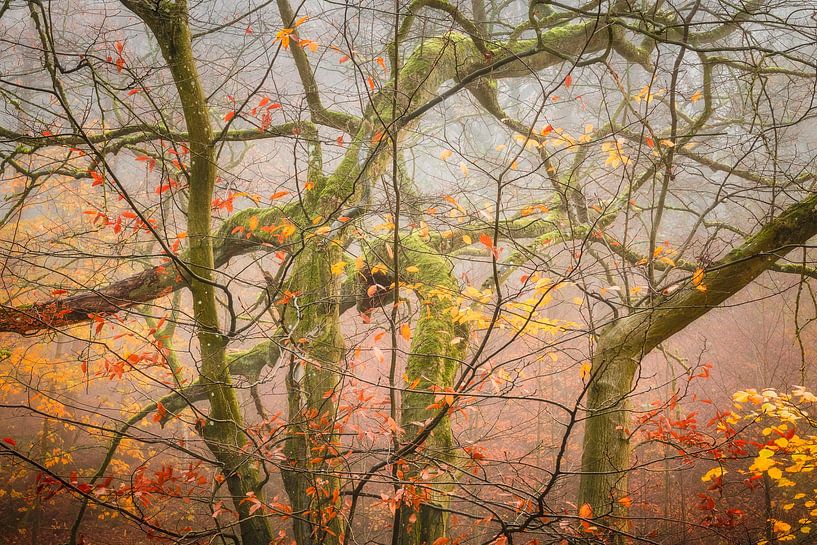 Autumn woods on St Jansberg with colourful chaos by Michel Seelen