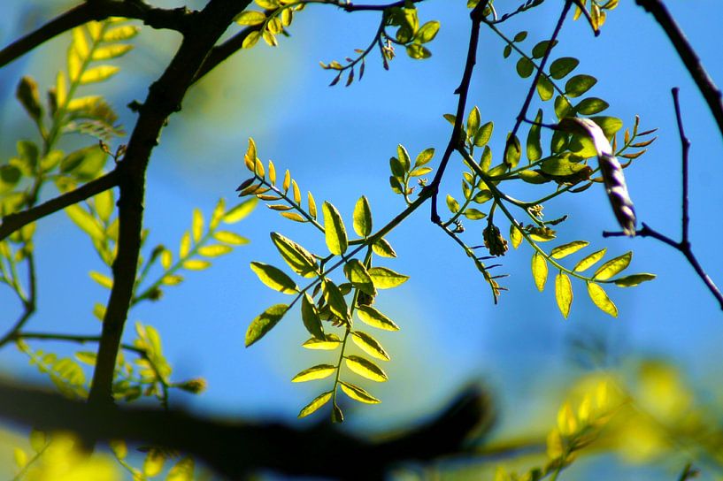 Die Sonne auf deinem Blatt von Niek Traas