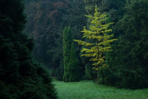 Woodland
