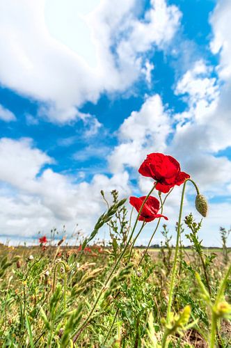 Hollandse Zomer deel 3