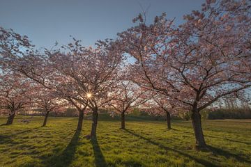 Prunus en fleurs dans la lumière du soir sur Moetwil en van Dijk - Fotografie