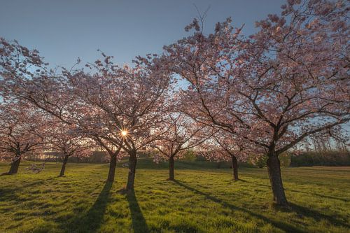 Bloeiende Prunus bomen in het avondlicht