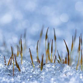 Haarmoos in eisblauem Farbton - Makro von Marianne van der Zee