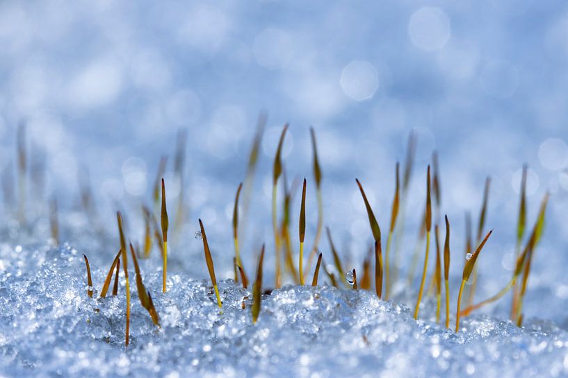 Hair moss in ice blue hue - macro by Marianne van der Zee
